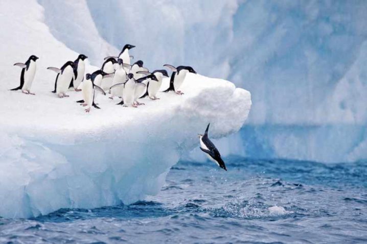 「ファーストペンギン」の画像検索結果